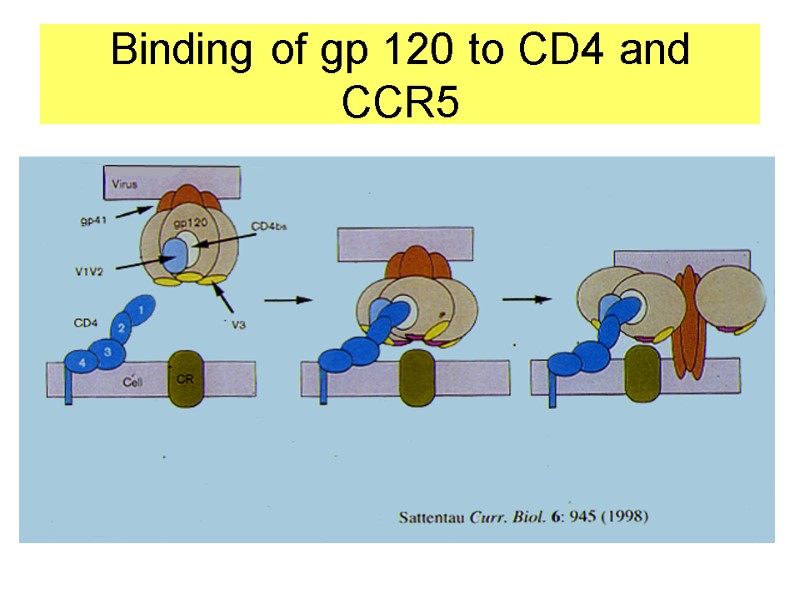 Binding of gp 120 to CD4 and CCR5